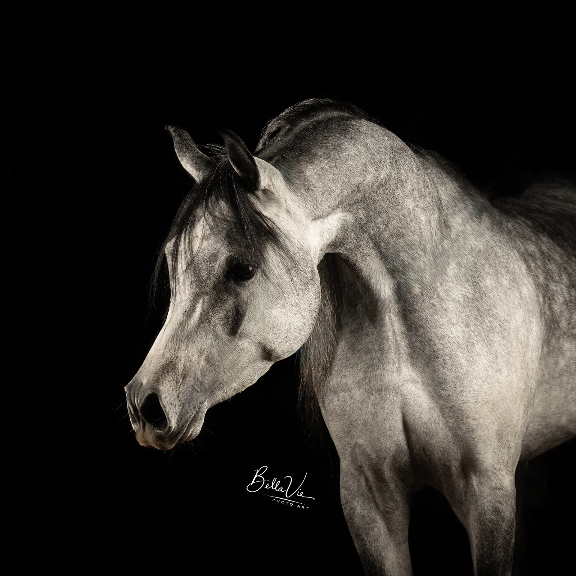 Grijs showpaard in dramatisch licht